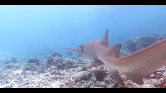 Squali Nutrice alle Maldive #maldives #shark смотреть онлайн