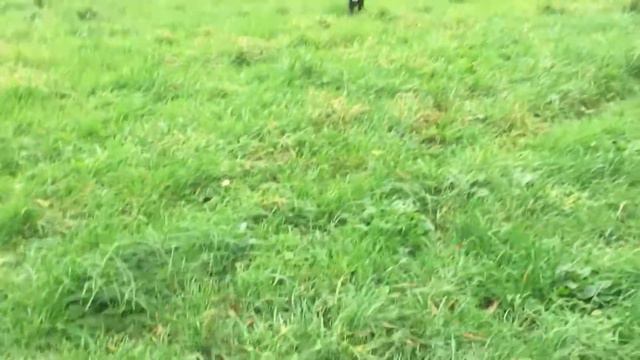 Manchester terrier Eric смотреть онлайн
