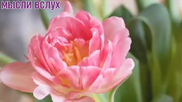 Самвел Ад обратная сторона медали.Опозорились на весь белый свет.У Коли медвежья болезнь. смотреть онлайн
