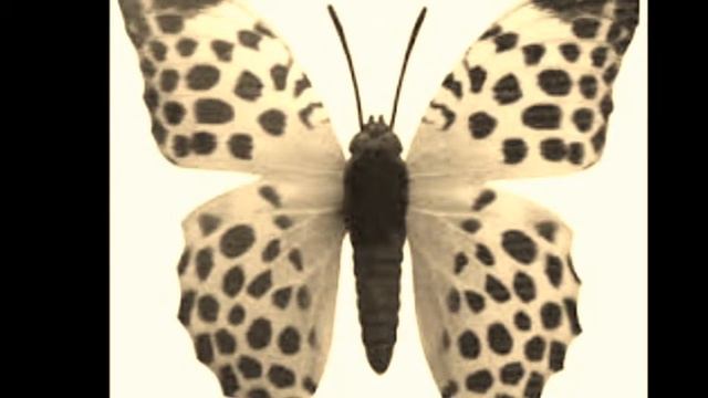 korg MS20, Ms2000R, IS40, Microkorg смотреть онлайн