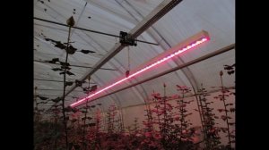 Как обустроить теплицу из поликарбоната внутри: хитрости планировки