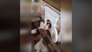Лайфхак - как сделать дверцу в курятник с помощью стиральной машинки?