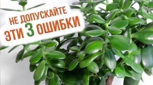 Правильный уход за толстянкой. Как ухаживать за денежным деревом дома? Уход за суккулентами