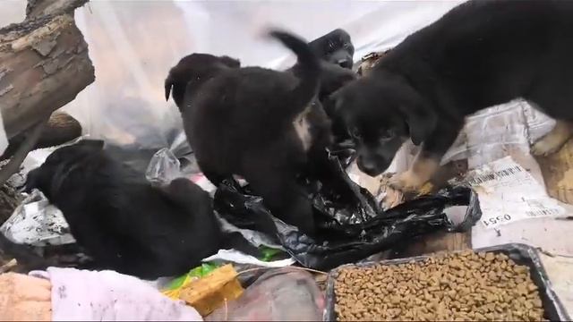 Уфа!!!! Малыши ищут дом!!! смотреть онлайн