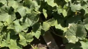 амур огурец