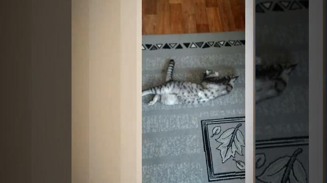 Смотреть всем!!!!!!!!!!Вот так надо жить