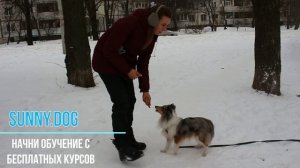 Шелти ||  Дрессировка собаки || Как проходят занятия у шелти с кинологом