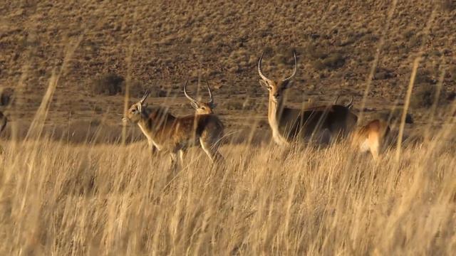 African Bow Hunt | Coming Soon | John X Safaris смотреть онлайн