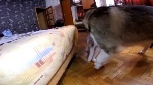 СОБАЧЬЯ БОРЬБА ! Майк Рокки Лекси и ХАСКОМЕС ??