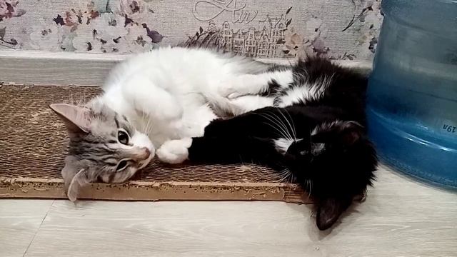 Норвежские лесные котята Клаус и Сесилия, 3,5 месяца, Fashionpeak.ru