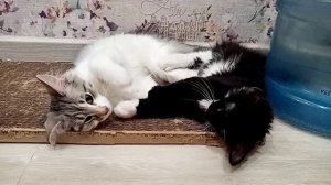 Норвежские лесные котята Клаус и Сесилия, 3,5 месяца, fashionpeak.ru