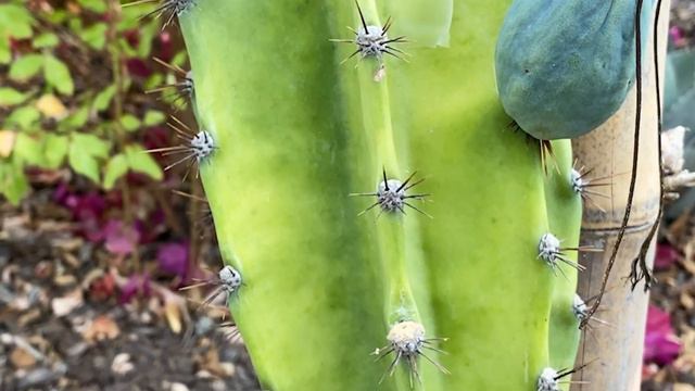 SELENICEREUS VARIETIES (CROSS POLLINATION SUCCESS !!!! ) смотреть онлайн