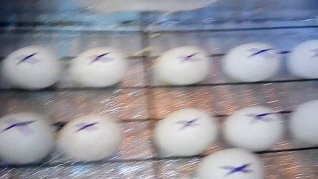 Закладаем утиные яйца. В самодельный инкубатор смотреть онлайн
