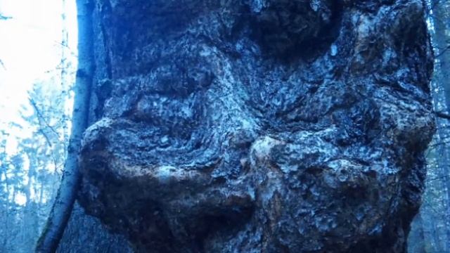 сувель берёзовый смотреть онлайн