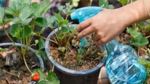 Клубника и виктория: в чем разница