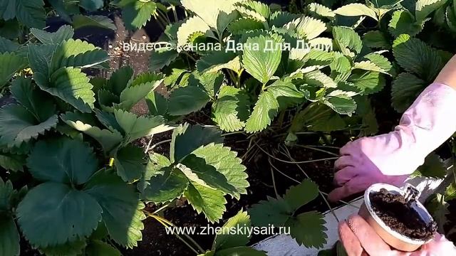 КЛУБНИКА отплодоносила...что дальше? смотреть онлайн