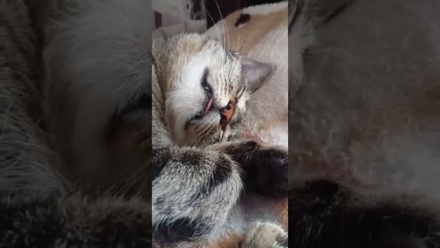 Что снится кошке?) What does a cat dream about? смотреть онлайн