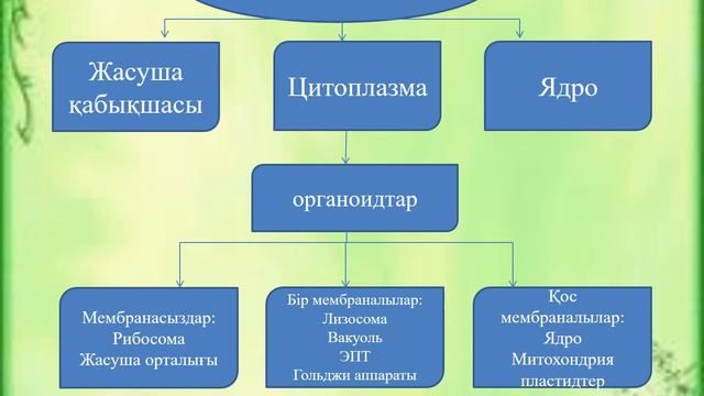 Жаратылыстану 6 сынып. Жасуша неден тұрады? смотреть онлайн