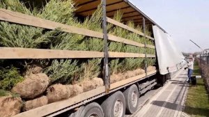 Посадка живой изгороди из можжевельника Скай рокет (Sky rocket)