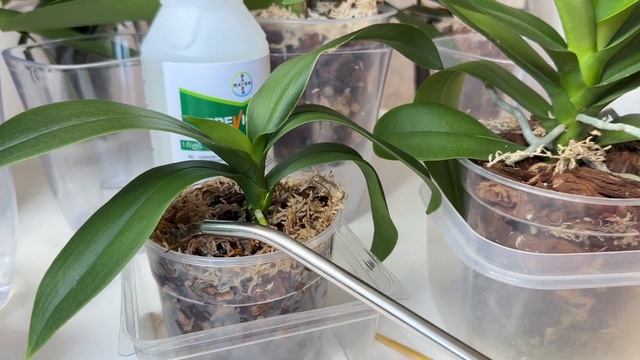 Остановить ГНИЕНИЕ орхидеи и для РОСТА орхидей. Превикур-энерджи для орхидей смотреть онлайн