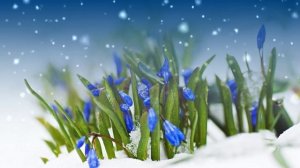 Футаж. Цветы на снегу 49