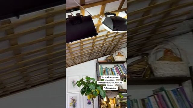 Перец на подоконнике зимой Урожай на стилаже смотреть онлайн