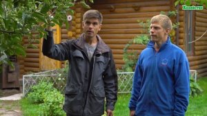Что делать с деревом если оно не плодоносило в этом году? Как заставить плодоносить в следующем?