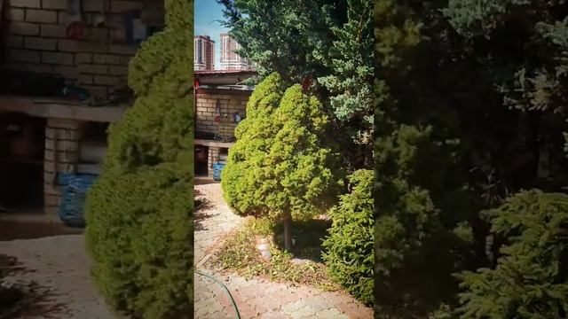 Топиарная стрижка сада в стиле Ниваки... смотреть онлайн