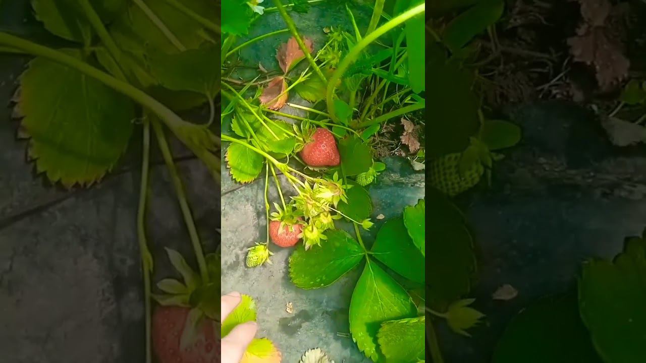 Крупная Клубничка #клубника #клубникабомба #огород смотреть онлайн