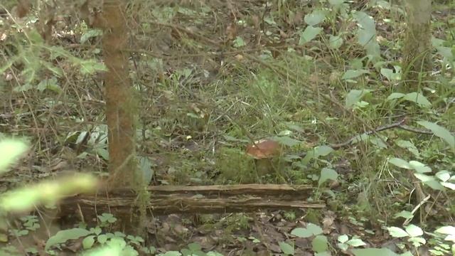 Блиц тур на вездеходе от Северо-Западные джип-туры смотреть онлайн