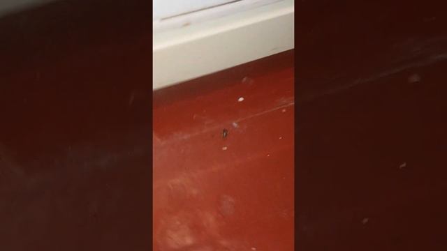 Продолжение и похороны Сани смотреть онлайн