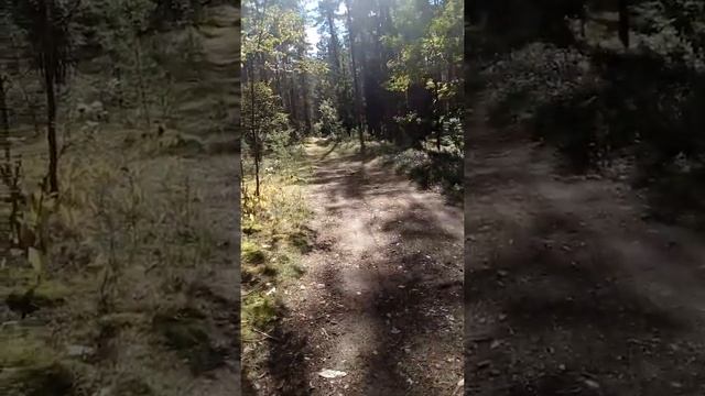 Посмотрите! Какое наступило бабье лето в осеннем лесу! смотреть онлайн