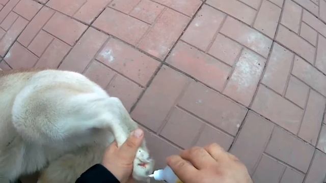 Хаски наколола заднюю лапу пружиной от при щепки. Приехал спасать смотреть онлайн