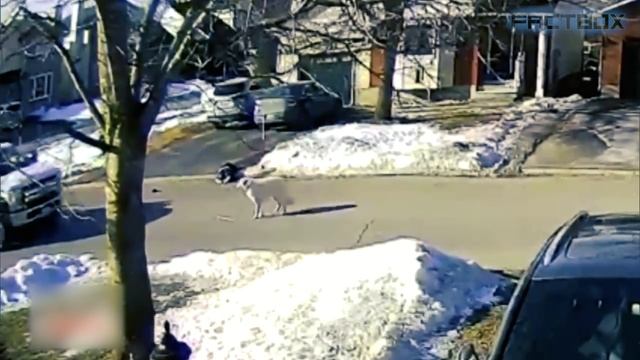 ЭТО Нужно Видеть! Топ 20 Моментов, Когда Животные Герои Спасают Людей.mp4 смотреть онлайн