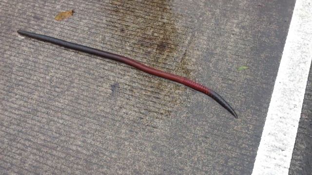 Дождевой червяк Эквадор смотреть онлайн