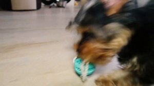 3 месяца йорку: как выглядит щенок йоркширского терьера в три месяца. Один день из жизни моей Стэйс