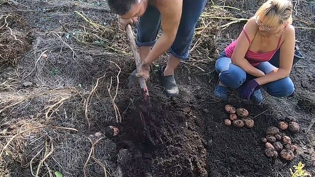 Тайфун в жарком климате от посадки до урожая ? Выращивание картофеля ? Опыт Гордеевых смотреть онлайн