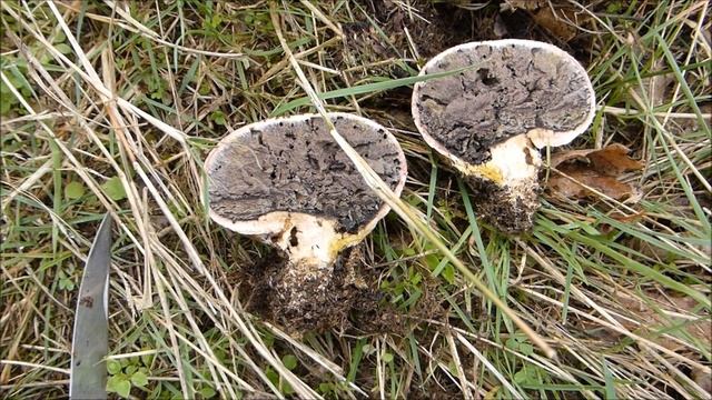 Cueillette champignons russules charbonnières scleroderma etc. 9-11 octobre 2019 смотреть онлайн