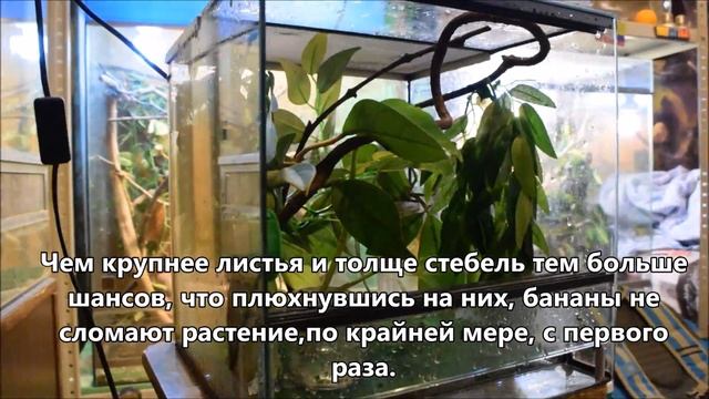 ТЕРРАРИУМ ДЛЯ РЕСНИТЧАТОГО БАНАНОЕДА смотреть онлайн