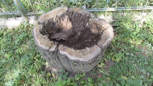 80-летняя яблоня посаженная прадедом смотреть онлайн