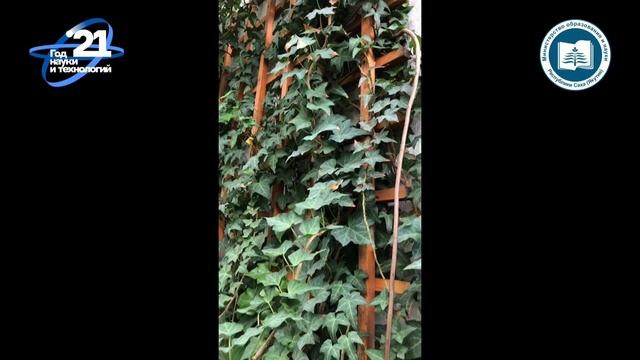 Растения мира Афанасьева Екатерина Александровна