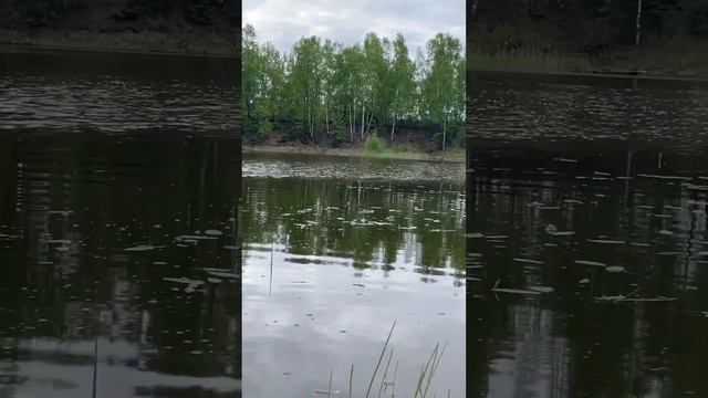 #fishing #river #лещ #плотва #рыбалка #река #nature #bream #roach #лес #карась смотреть онлайн