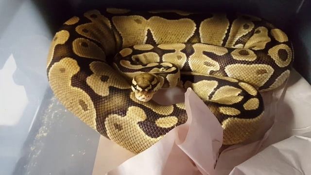 Ball python breeding update, tips, and advice. смотреть онлайн