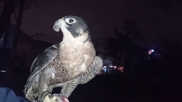 Сапсан Эльпи ест птицу. Таджикистан, Душанбе смотреть онлайн