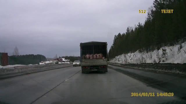 Свиней повезли на убой смотреть онлайн