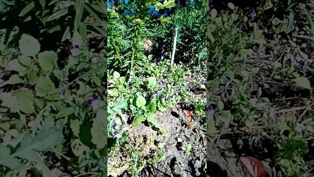 Трехцветные фиалки - неприхотливые милые полянки, сами насеваются и создают уютные уголки в саду:-) смотреть онлайн