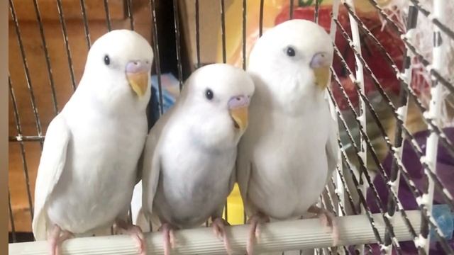 КАК ЗА МЕСЯЦ НАУЧИТЬ ГОВОРИТЬ ВОЛНИСТОГО ПОПУГАЯ?/ УЧИМ ТРИ ФРАЗЫ