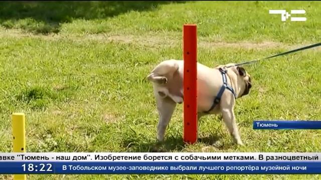 В Тюмени установили первые дог-бокс и дог-пост смотреть онлайн