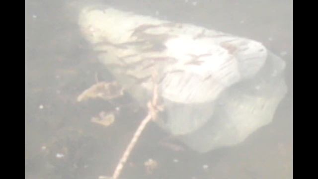 ////✔рыбачим на реке ✔МАНА✔////ловим харюза смотреть онлайн