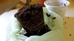 Пересадка Плюмерии.